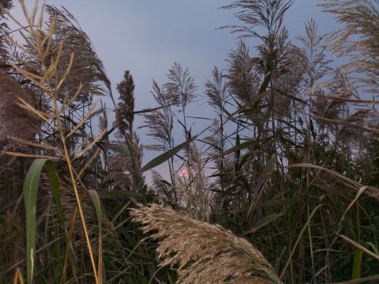 Larry L. Scripter, CPA, LLC